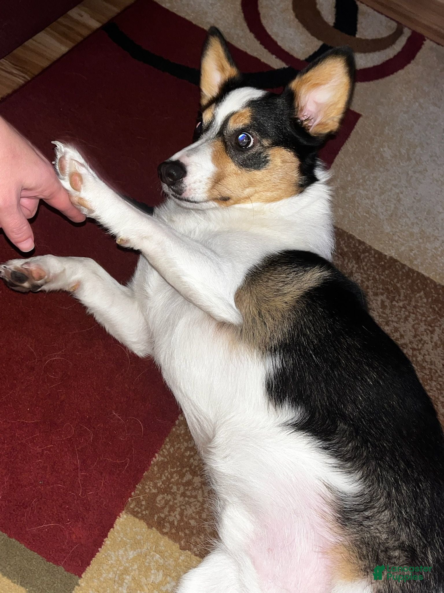 Welsh Corgi Pembroke dogs Welsh Corgi Pembroke 1 - Ad 5
