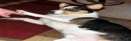 Welsh Corgi Pembroke dogs for sale: Welsh Corgi Pembroke 1 - Ad 1