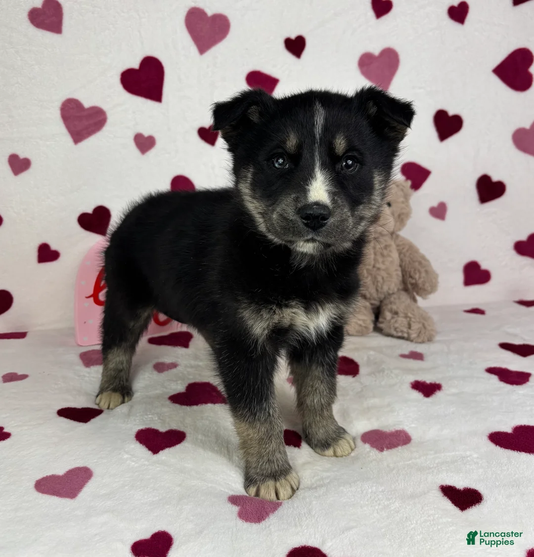 Mixed Breed dogs for sale: Clyde - Ad 3