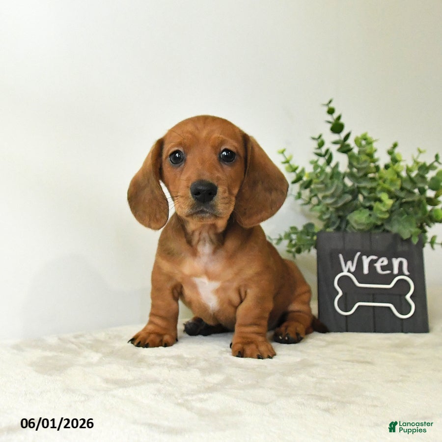 Miniature Dachshund dogs Wren - Ad 1