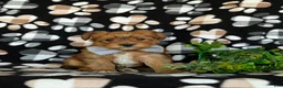 Shorkie dogs for sale: Ludlow Hypoallergenic - Ad 3