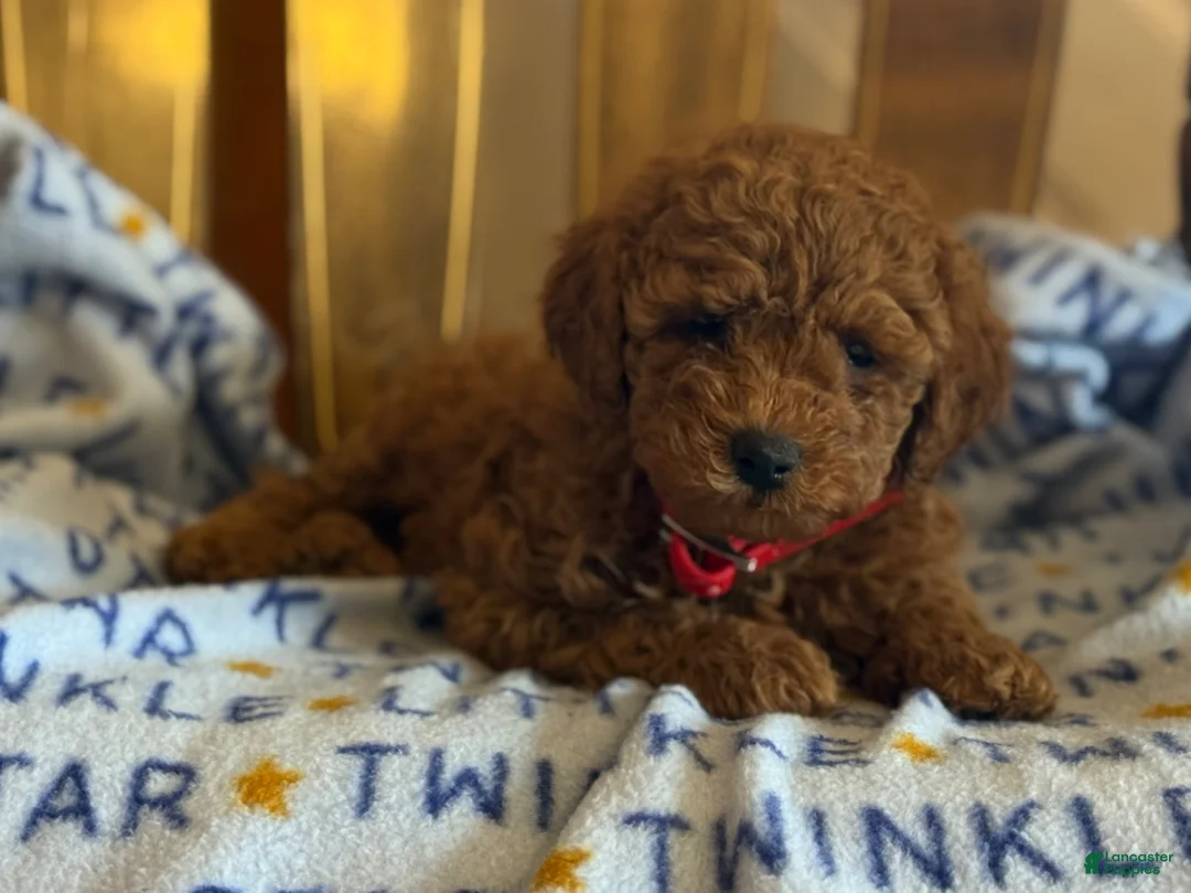 Cavapoo dogs for sale: Curly Dreamer - Ad 3
