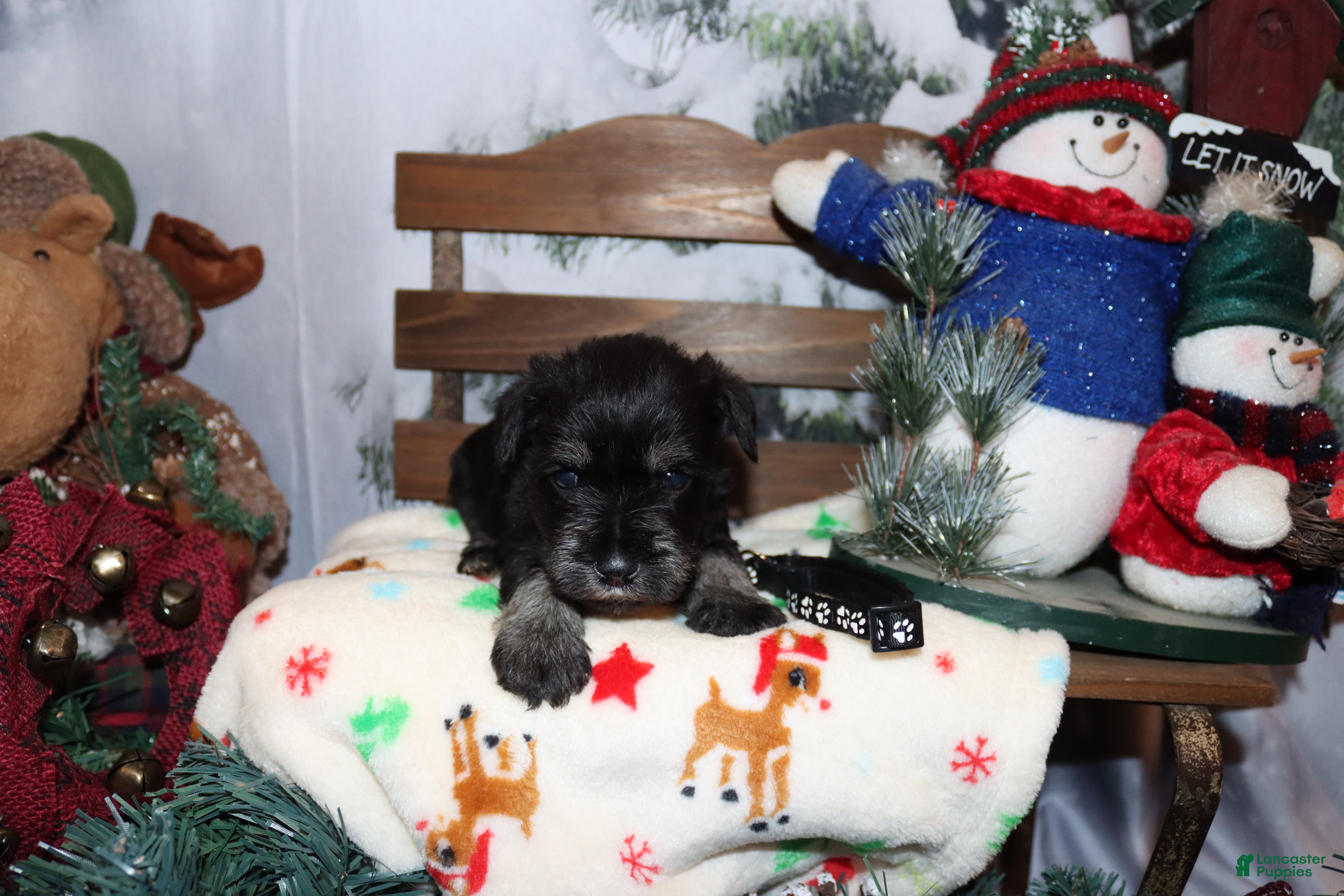 Miniature Schnauzer dogs stetson - Ad 34