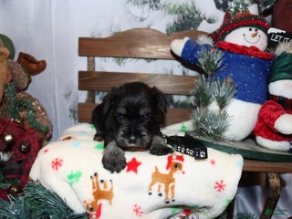 Miniature Schnauzer dogs stetson - Ad 34