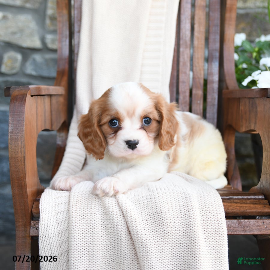 Cavapoo dogs Chips - Ad 2