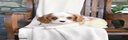 Cavapoo dogs for sale: Chips - Ad 2