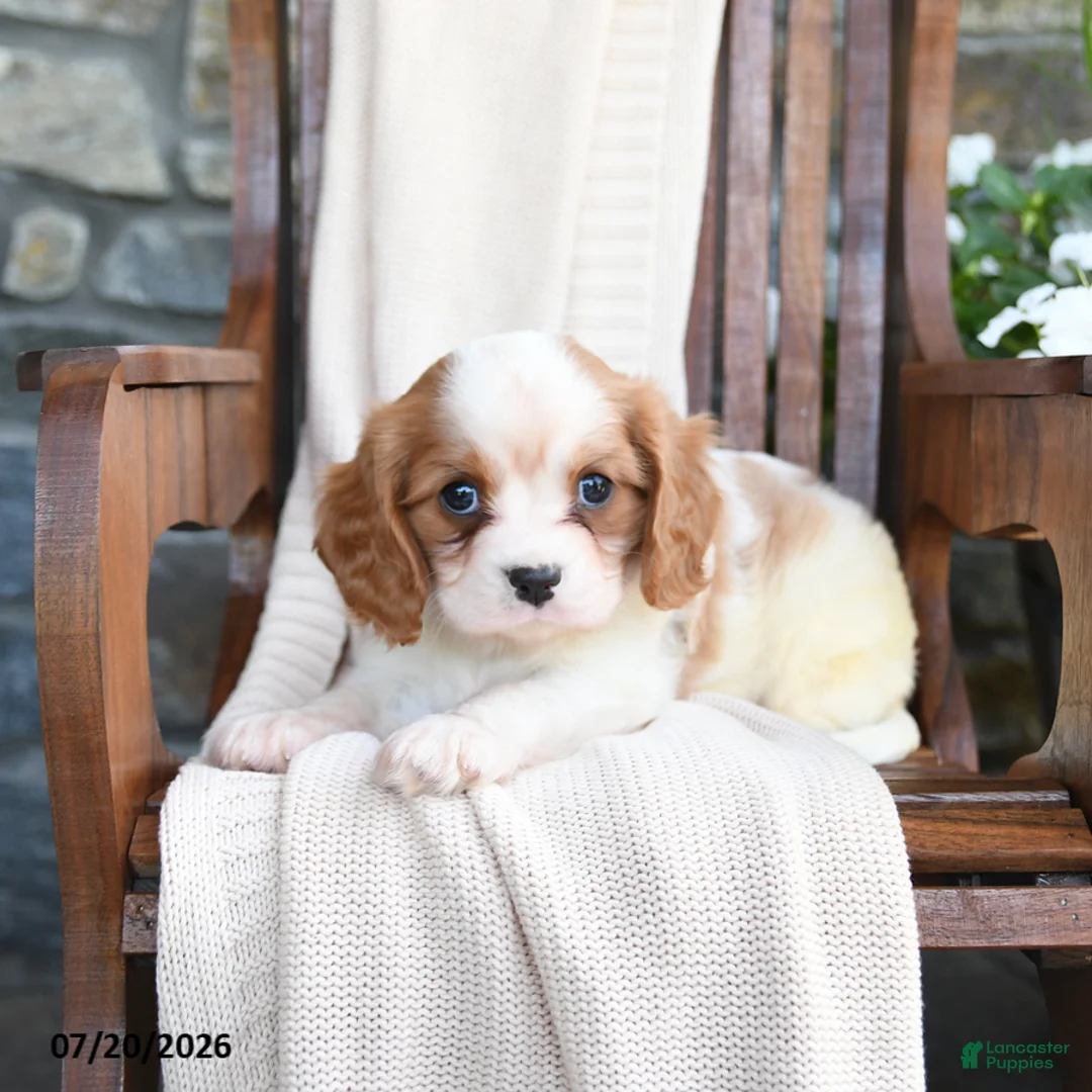 Cavapoo dogs for sale: Chips - Ad 2