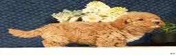 Havapoo dogs for sale: Hoover - Ad 4
