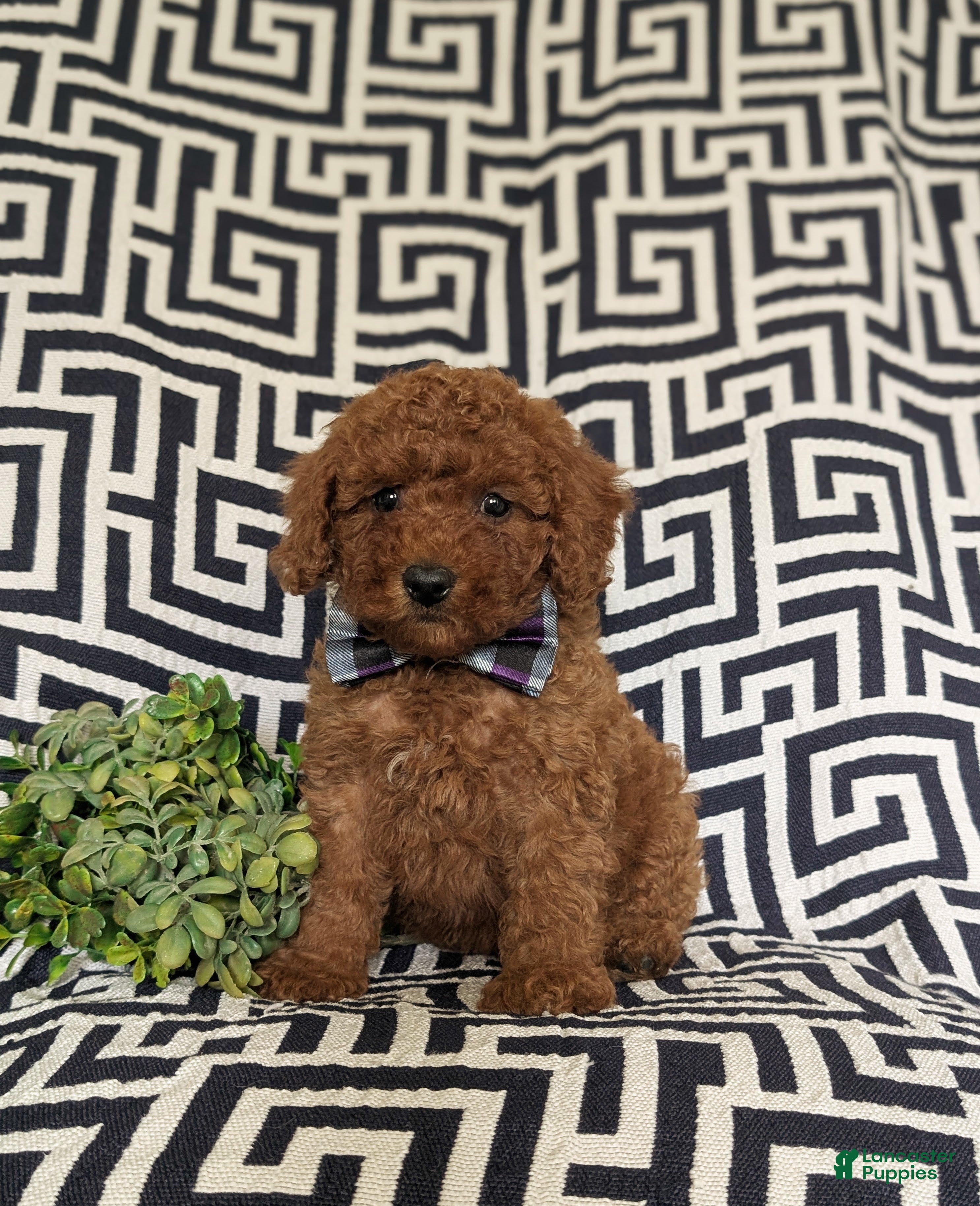 Miniature Poodle dogs Sloan - Ad 2