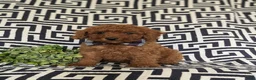 Miniature Poodle dogs for sale: Sloan - Ad 2