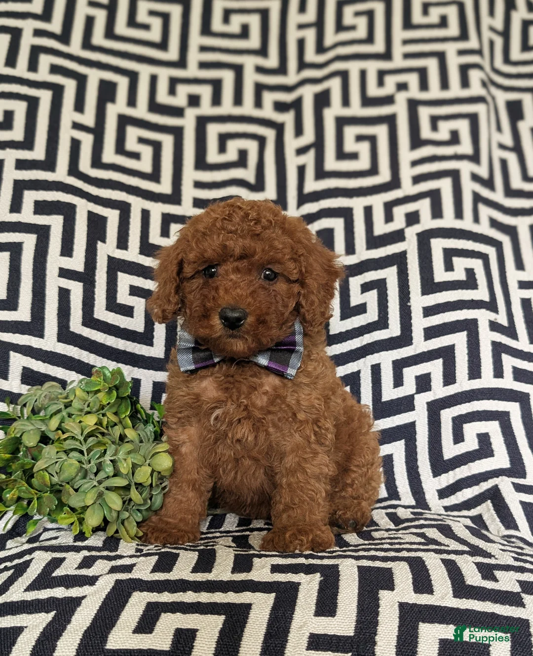 Miniature Poodle dogs for sale: Sloan - Ad 2