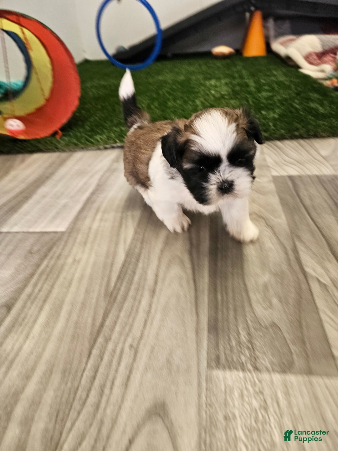 Shih Tzu dogs for sale: Gordon Ckc - Ad 8