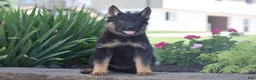 German Shepherd dogs for sale: Callie - Ad 3