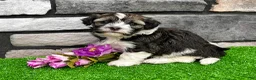 Havanese dogs for sale: Nicki - Ad 3