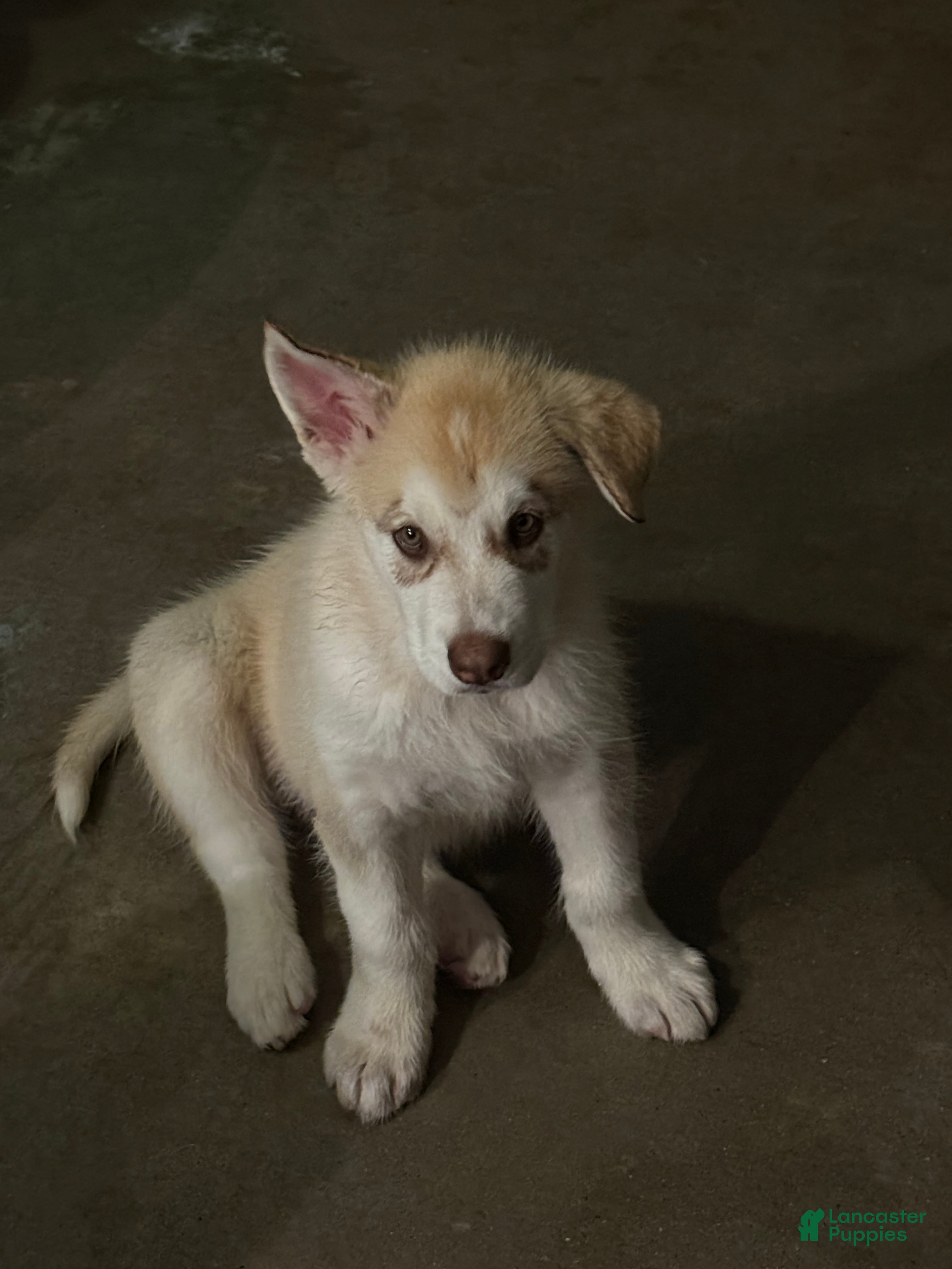 Alaskan Malamute dogs for sale: Big Red - Ad 2