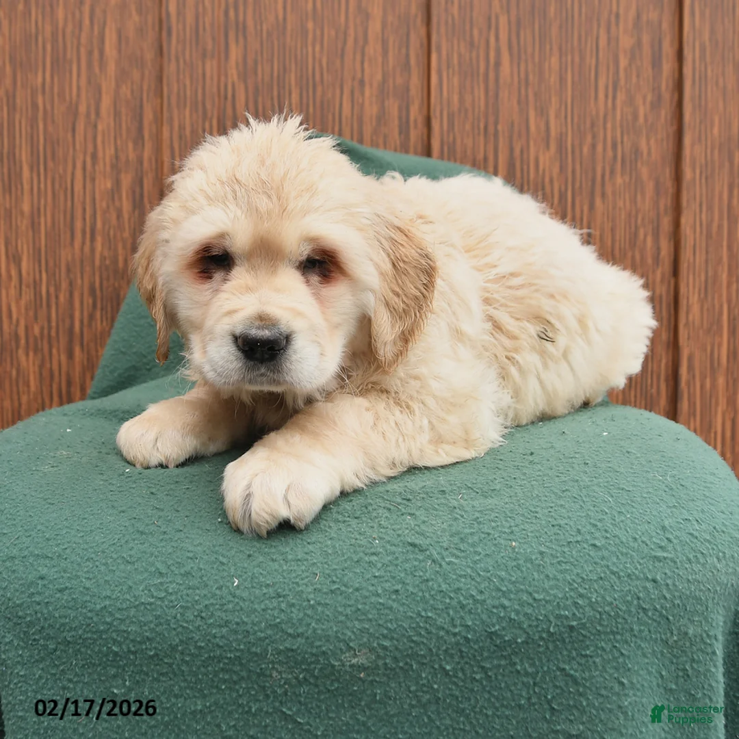 Golden Retriever dogs for sale: Bailey - Ad 1