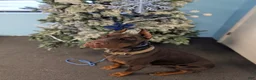 Doberman Pinscher dogs for sale: Doberman Pinscher 1 - Ad 1