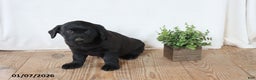 Labrador Retriever dogs for sale: Pansy - Ad 4