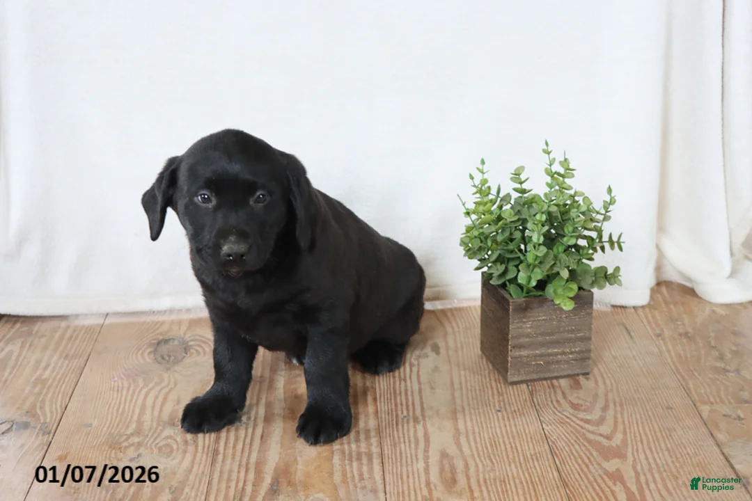 Labrador Retriever dogs for sale: Pansy - Ad 9