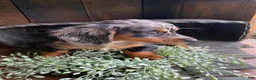 Miniature Dachshund dogs for sale: Bonnie - Ad 4