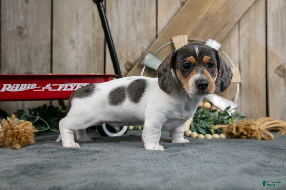 Miniature Dachshund dogs for sale: Gordy - Ad 3
