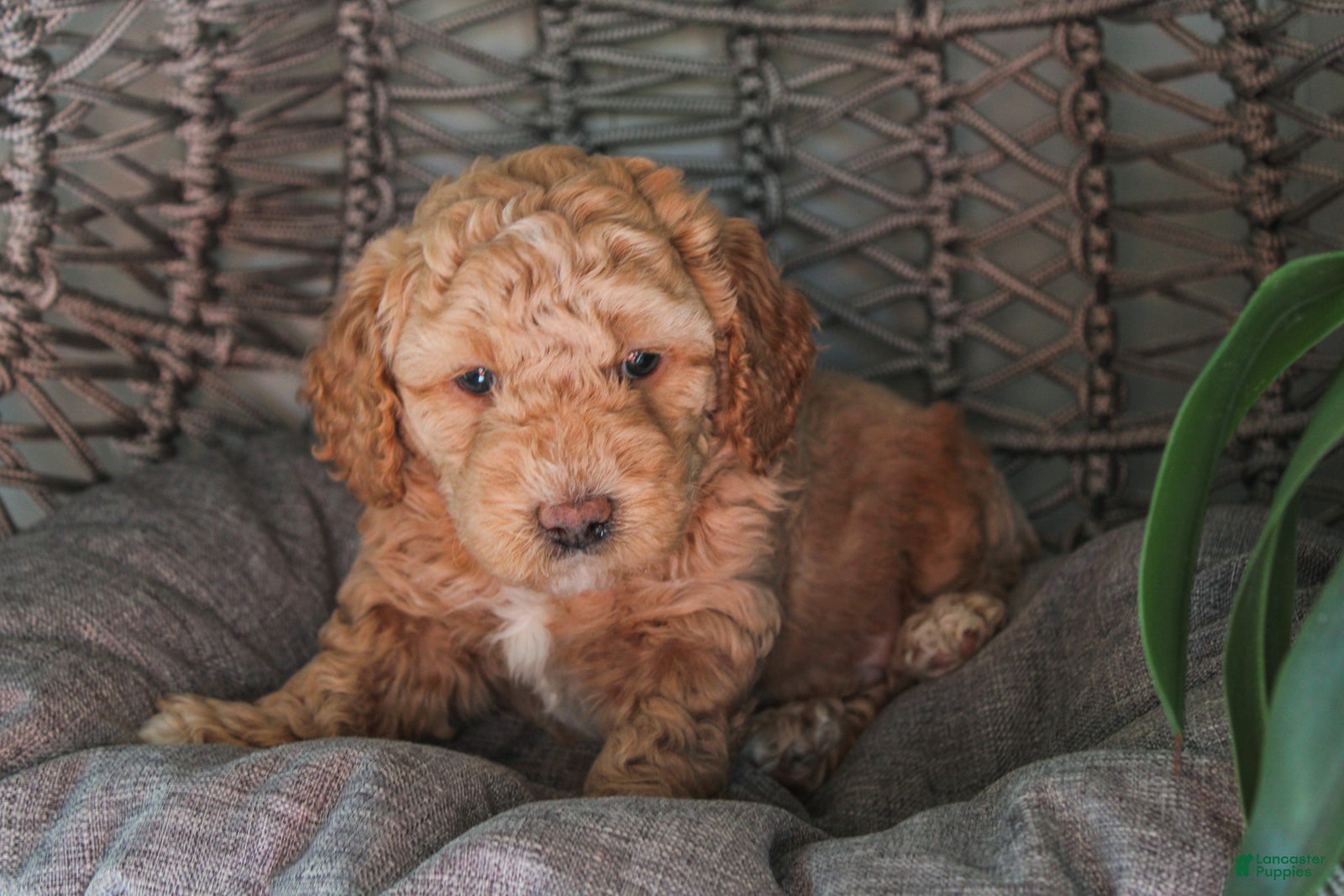 Mixed Breed dogs Seahawk - Ad 2