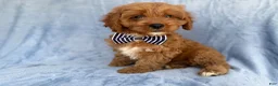 Cavapoo dogs for sale: Bronx - Ad 4