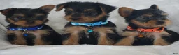 Yorkshire Terrier dogs for sale: Edge - Ad 4