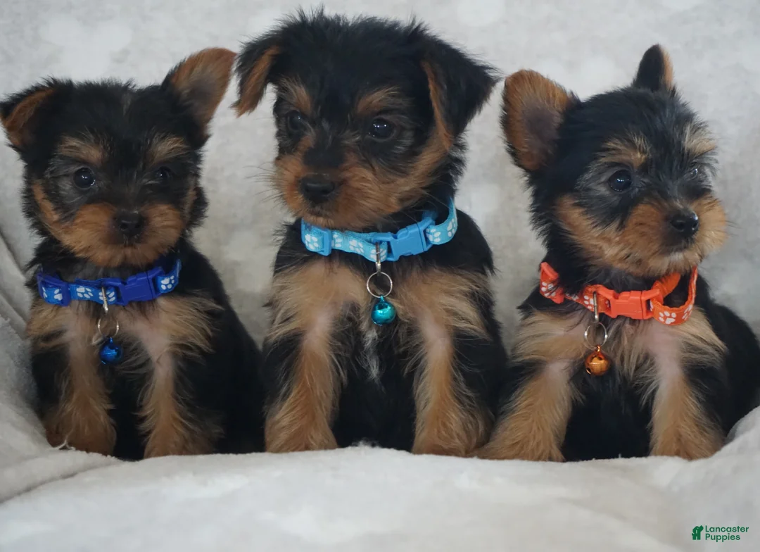Yorkshire Terrier dogs for sale: Edge - Ad 4