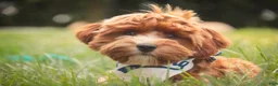 Cavapoo dogs for sale: Harper - Ad 1