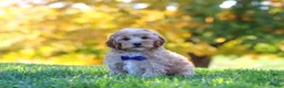 Yorkiepoo dogs for sale: Asher - Ad 2