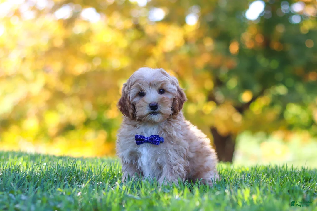 Yorkiepoo dogs for sale: Asher - Ad 2