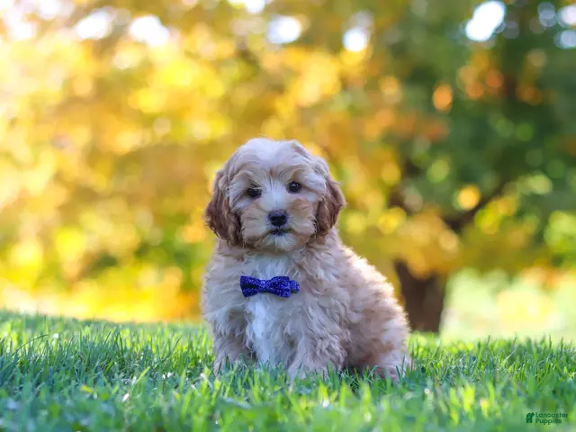 Yorkiepoo dogs for sale: Asher - Ad 2
