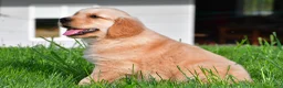 Golden Retriever dogs for sale: Max - Ad 3