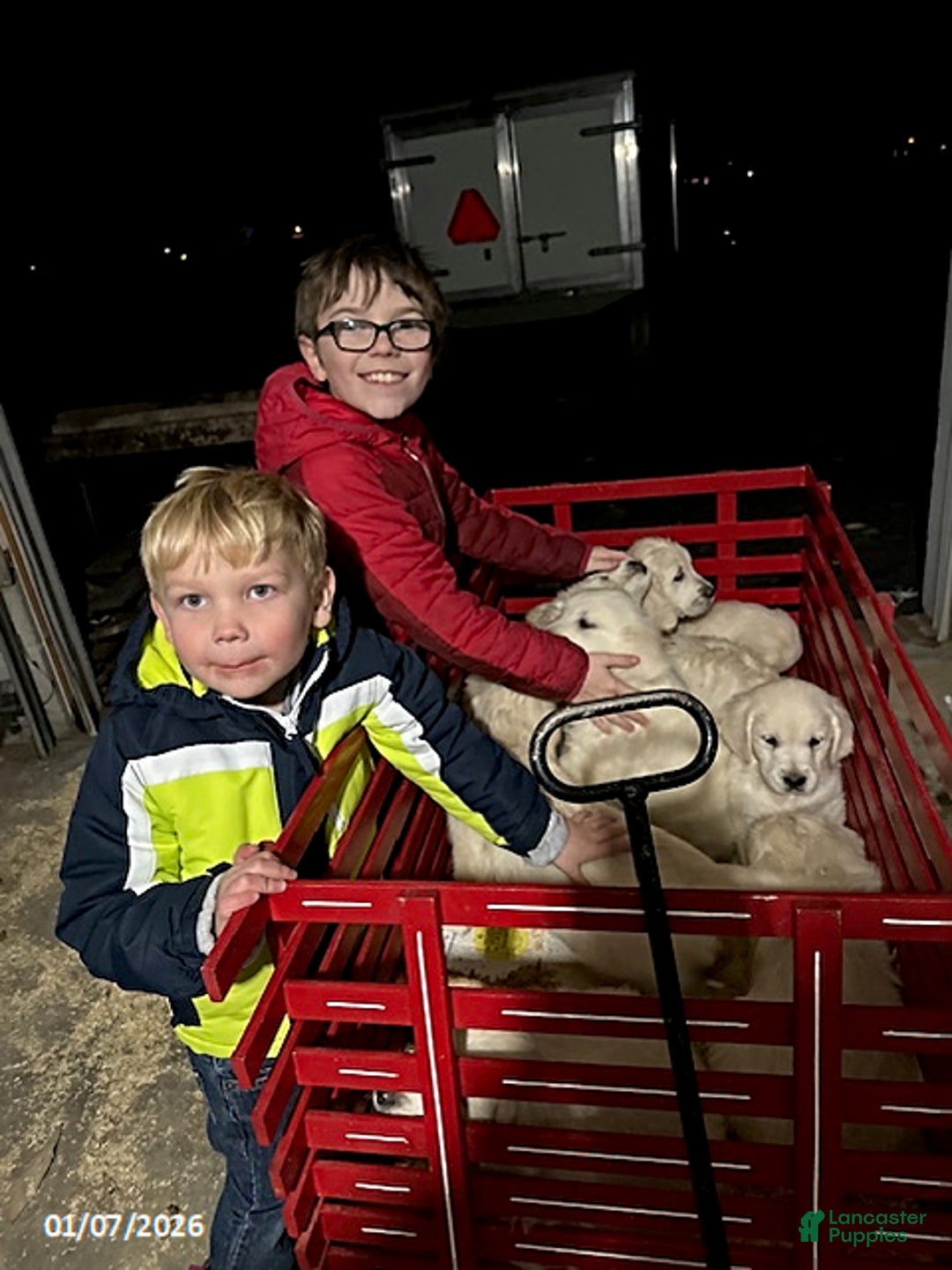 Golden Retriever dogs for sale: Mitchell - Ad 3