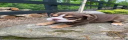 Mixed Breed dogs for sale: Sheba - Ad 9