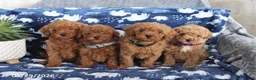 Miniature Poodle dogs for sale: Oscar - Ad 2