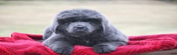 Newfoundland dogs for sale: Tess - Ad 10