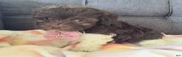 Maltipoo dogs for sale: Archie (chocolate)  - Ad 3