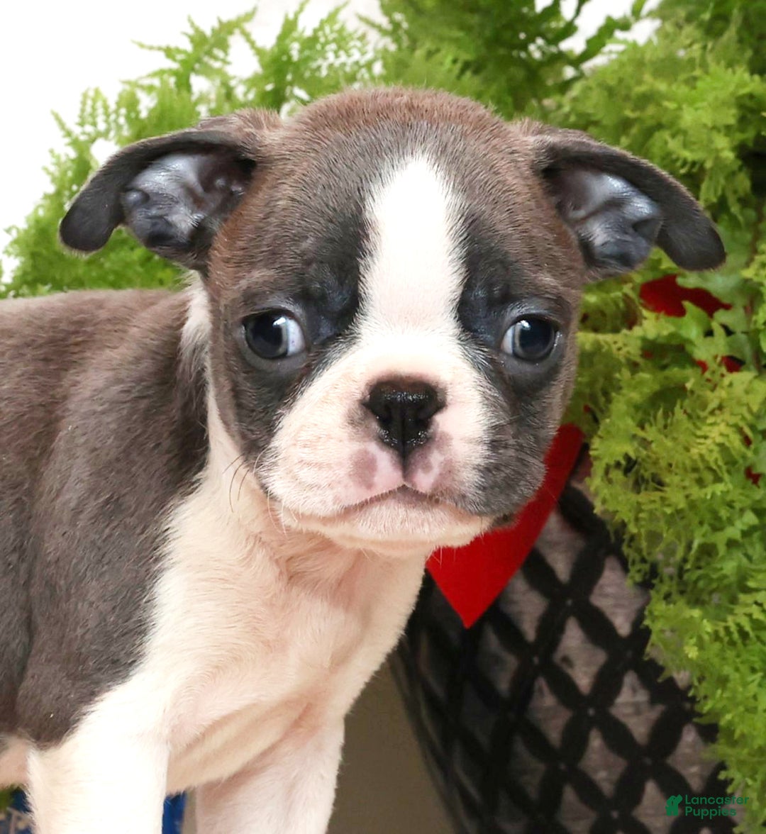 Boston Terrier dogs for sale: Peanut - Ad 8