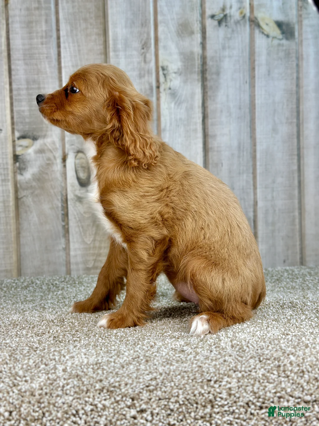 Cavapoo dogs for sale: Girl Dotty - 4936 - Ad 16