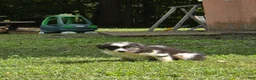 Australian Shepherd dogs for sale: Australian Shepherd 3 - Ad 2
