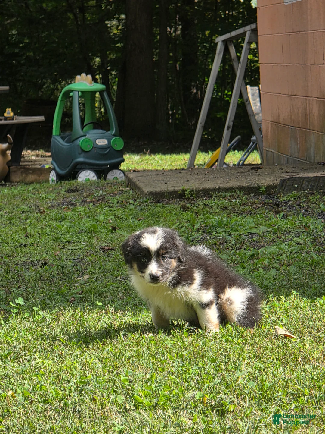 Australian Shepherd dogs for sale: Australian Shepherd 3 - Ad 2