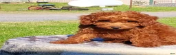 Mini Goldendoodle dogs for sale: Percy - Ad 3
