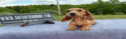 Miniature Dachshund dogs for sale: Brindle boy  - Ad 5