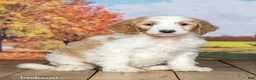 Goldendoodle dogs for sale: Jackson - Ad 3