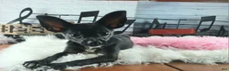 Chihuahua dogs for sale: Black girl NATIONWIDE DELIVERY  - Ad 4