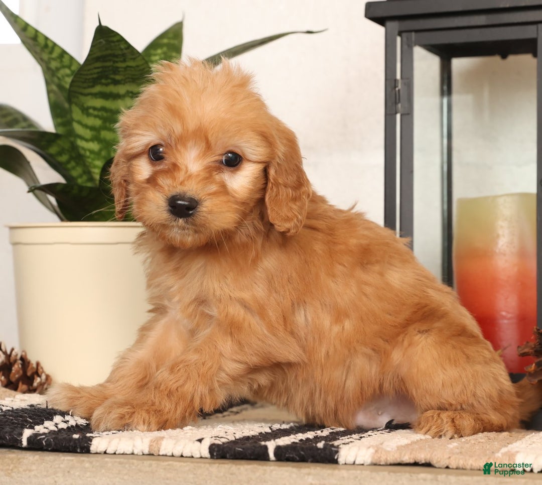 Mini Goldendoodle dogs for sale: Mikey - Ad 3