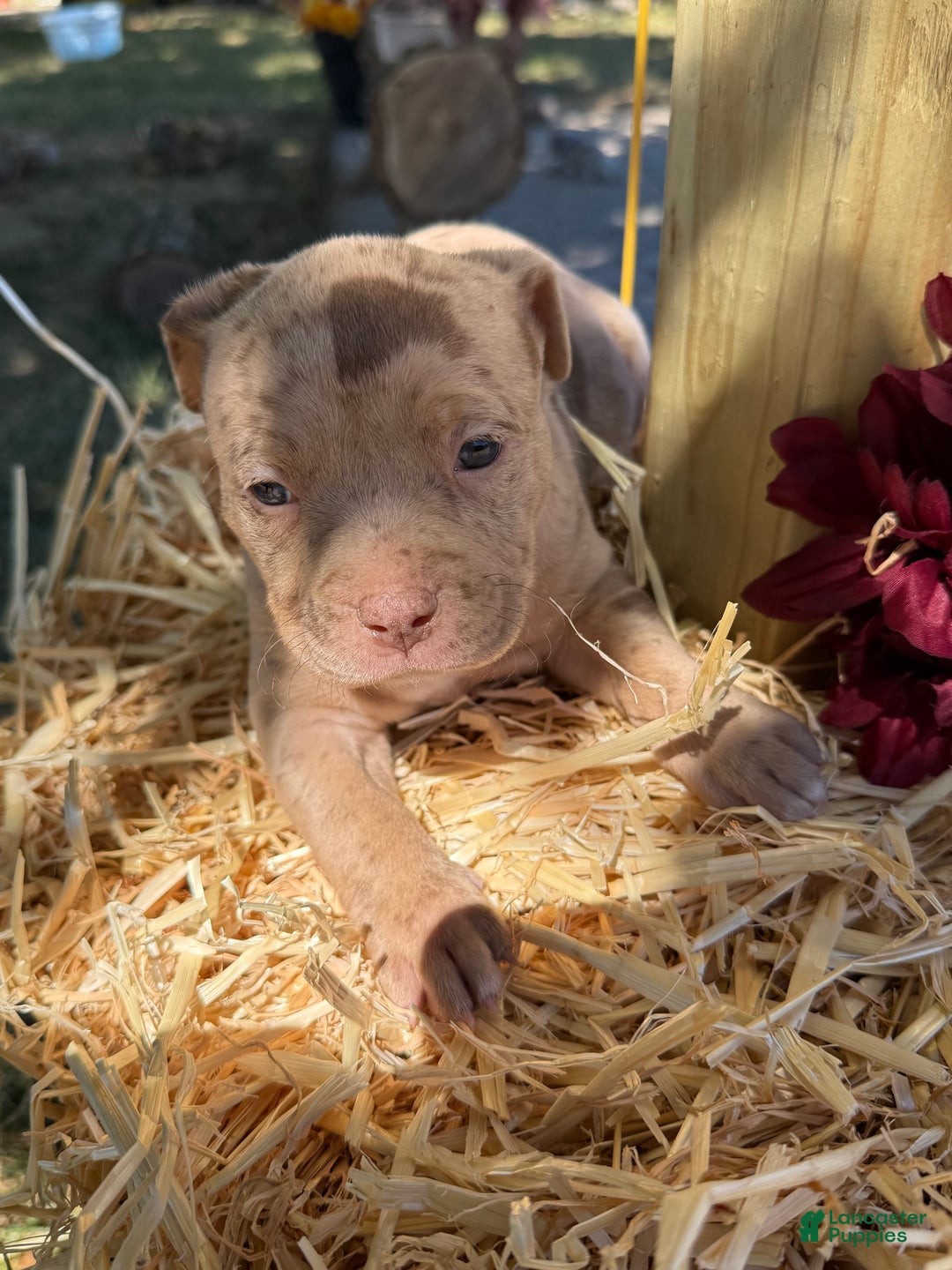 American Bully dogs for sale: Stormy - Ad 8