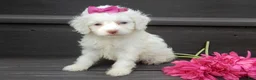 Cockapoo dogs for sale: Angel - Ad 3